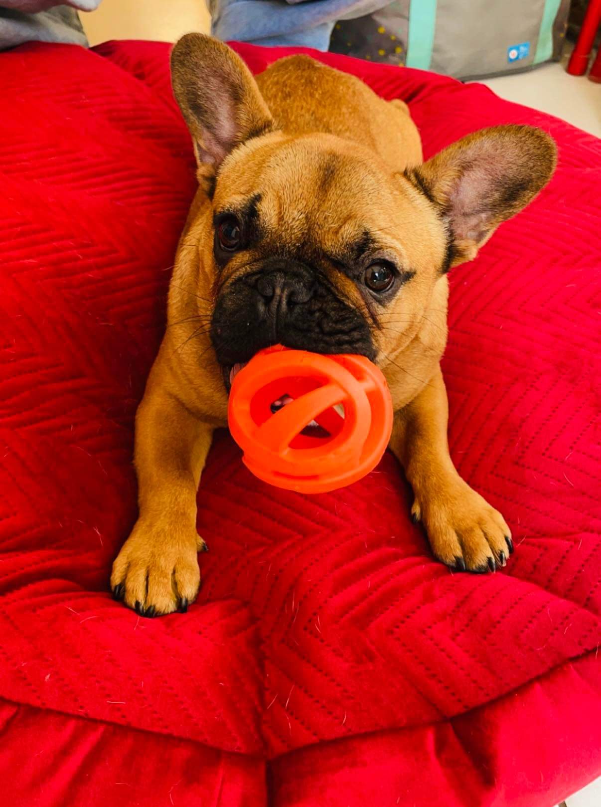 Chien avec accessoire