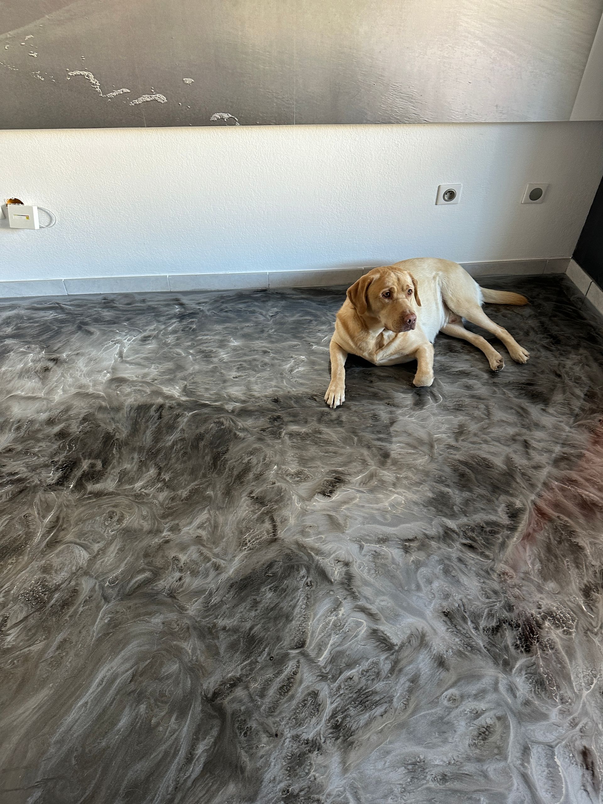 Chien couché sur un sol en résine brillant à effet marbré.