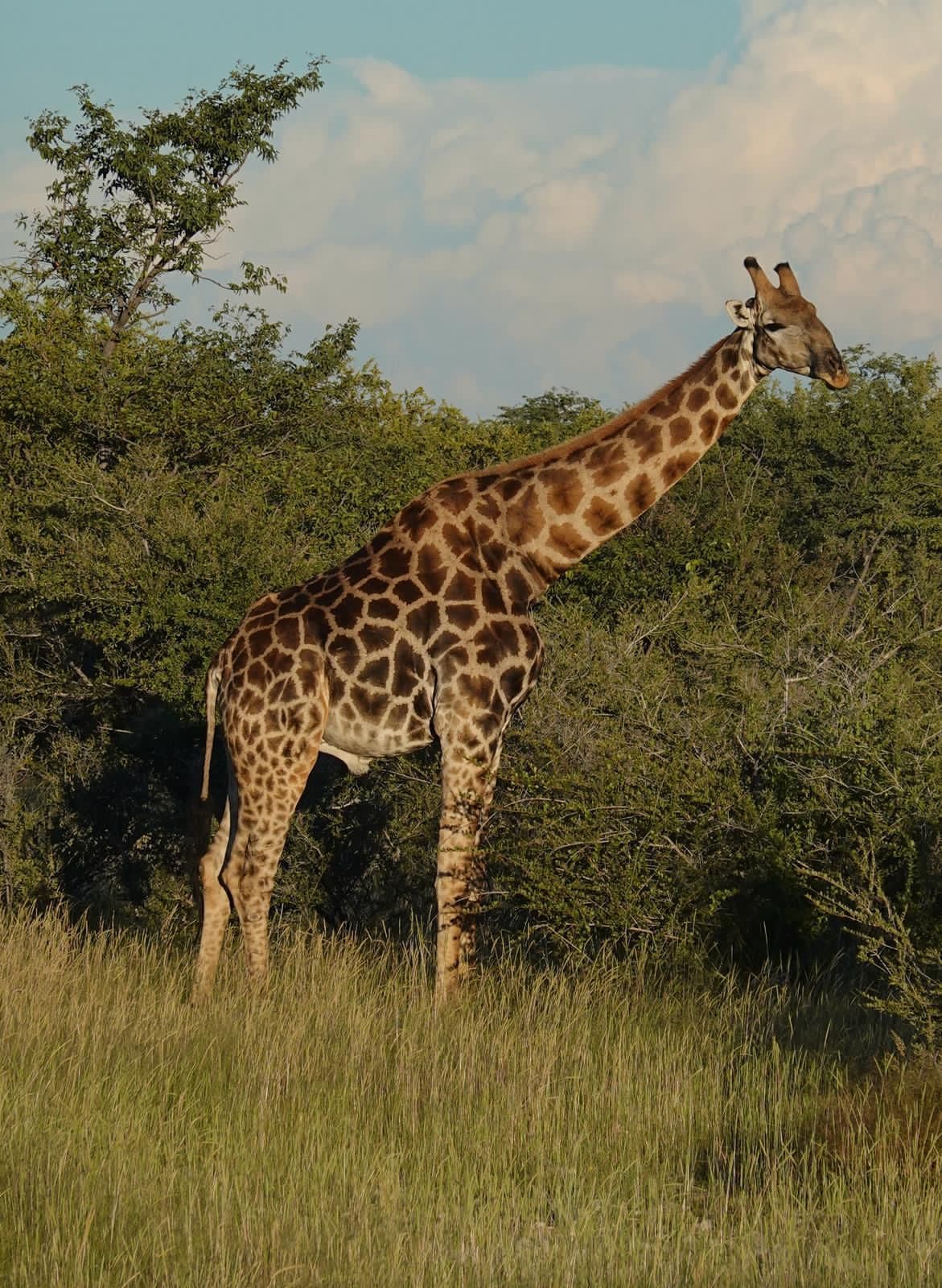 Giraffe steht im hohen Gras neben dichten grünen Büschen unter einem teilweise bewölkten Himmel