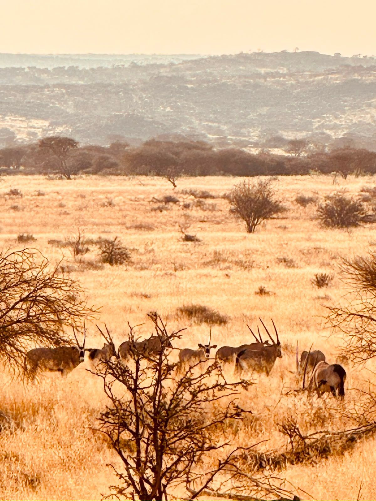 Wilde Zebras grasen in einer trockenen, goldenen Savanne