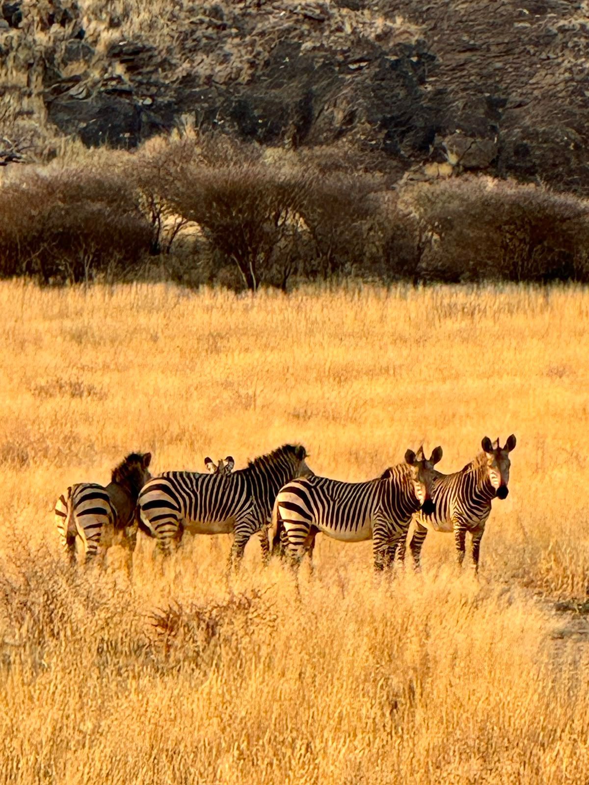 Drei Zebras stehen im hohen goldenen Gras an einem felsigen Hang.