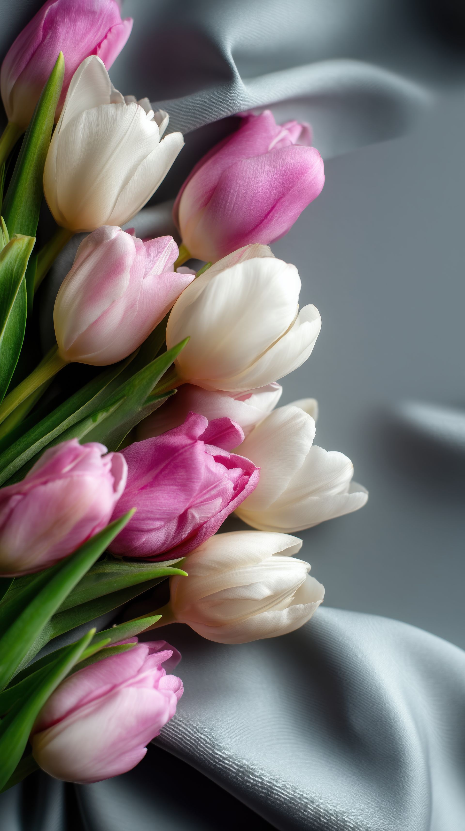 Des tulipes roses et blanches