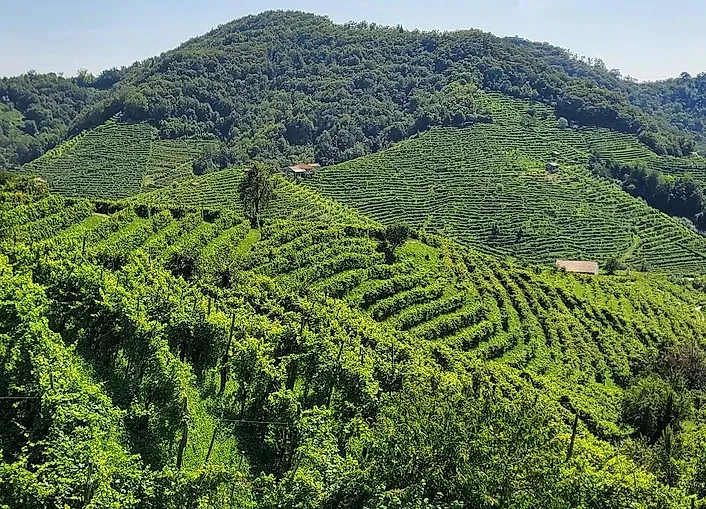 Viñedos en terrazas en una ladera verde bajo un cielo azul; pequeños edificios salpican el paisaje.