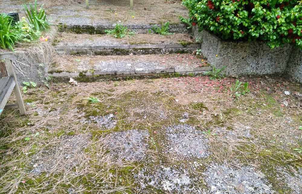 Eine mit Moos bewachsene Treppe und im Hintergrund eine Bank.