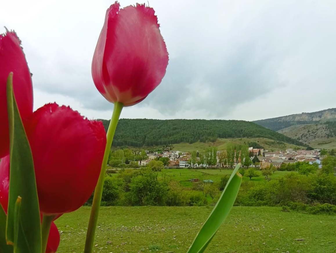 Un par de tulipanes rojos en un campo con montañas al fondo.