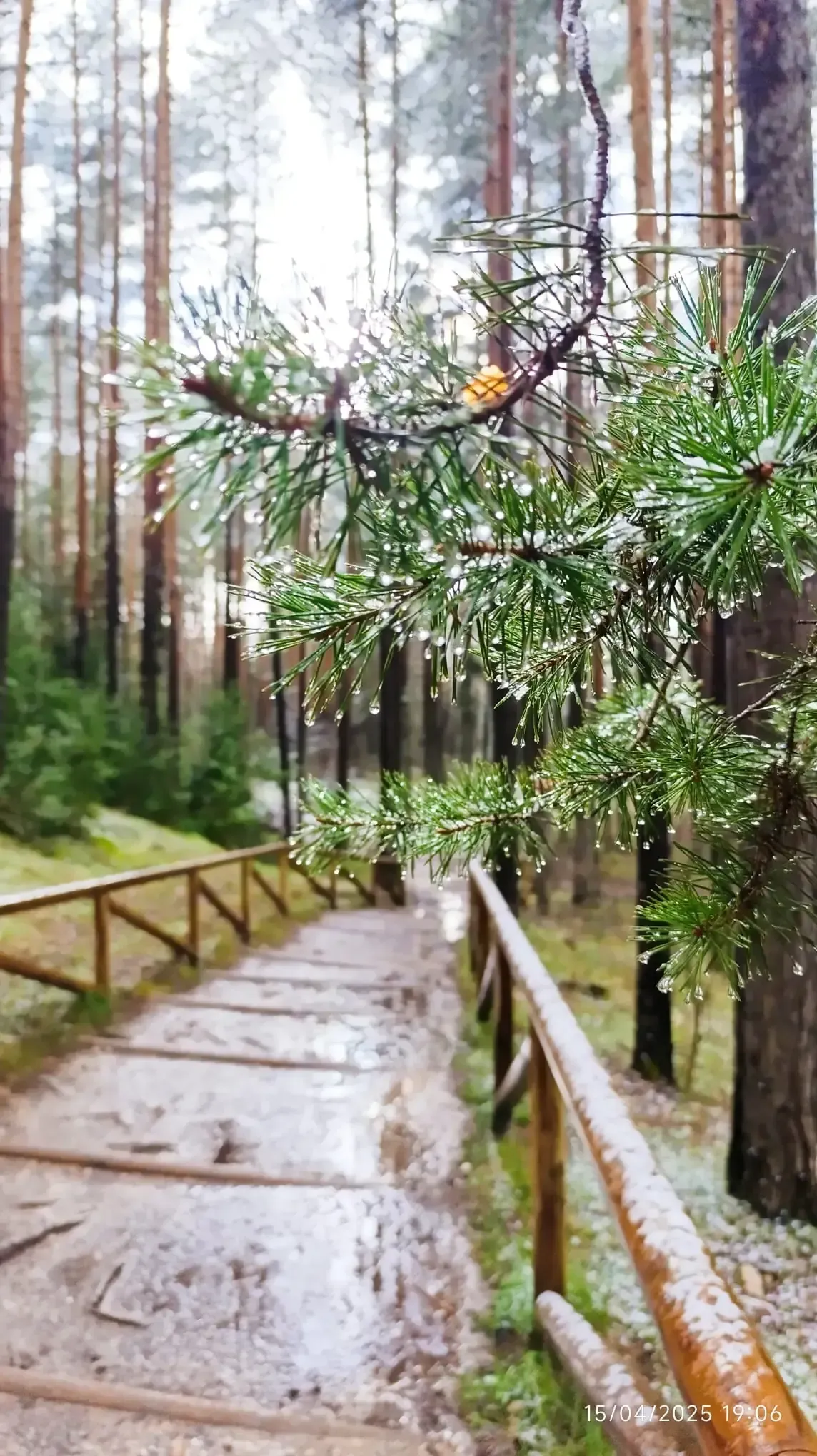 Una valla de madera rodea un camino en el bosque.