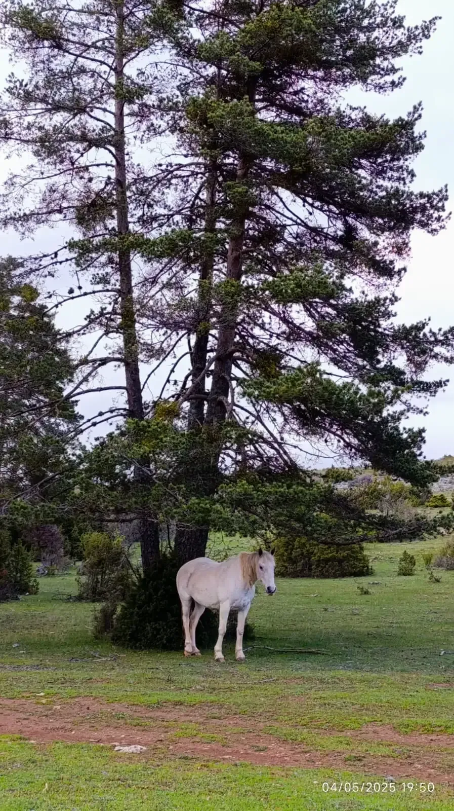 Un caballo blanco está parado debajo de un pino en un campo.