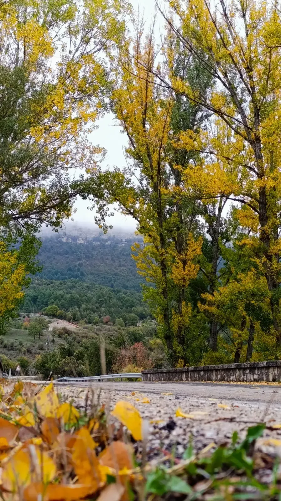 Un camino rodeado de árboles con hojas amarillas y una montaña al fondo.