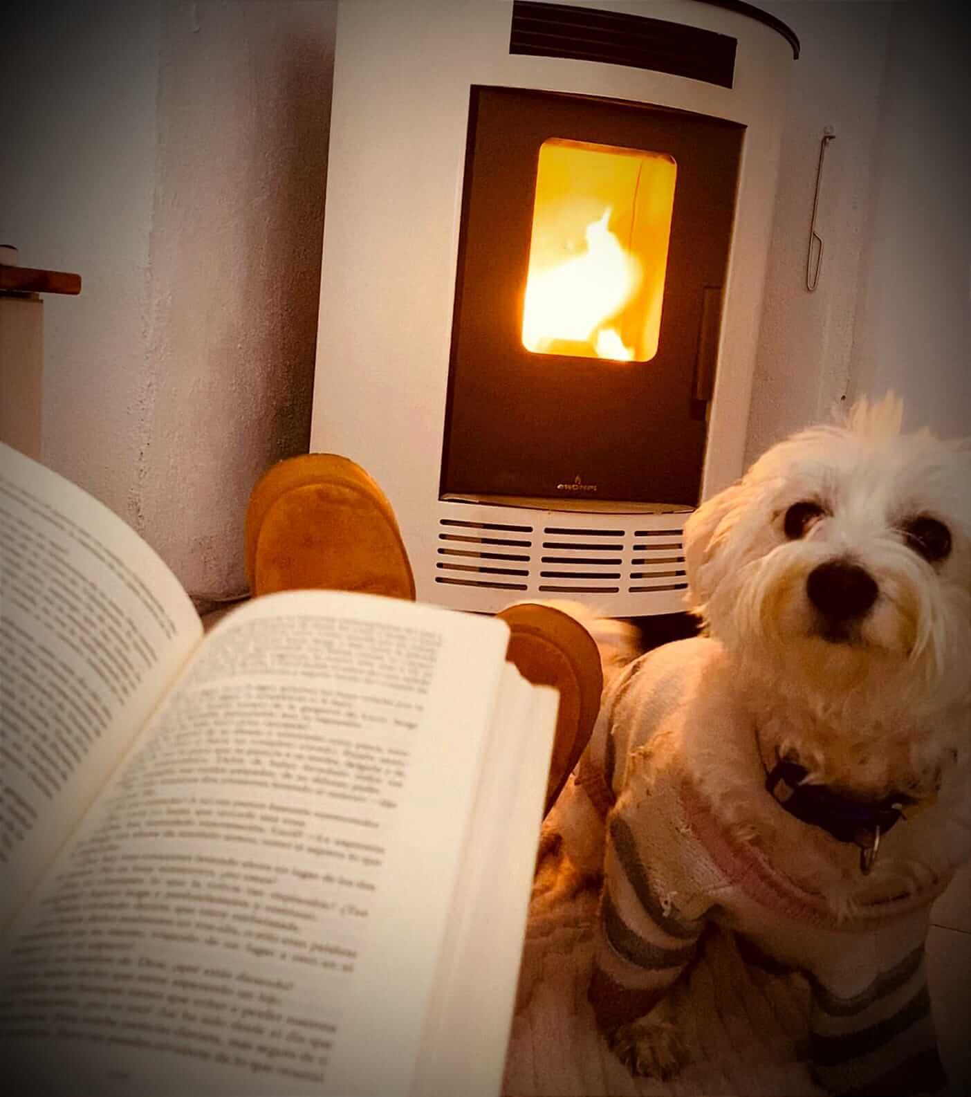 Un pequeño perro blanco está sentado frente a un libro abierto.