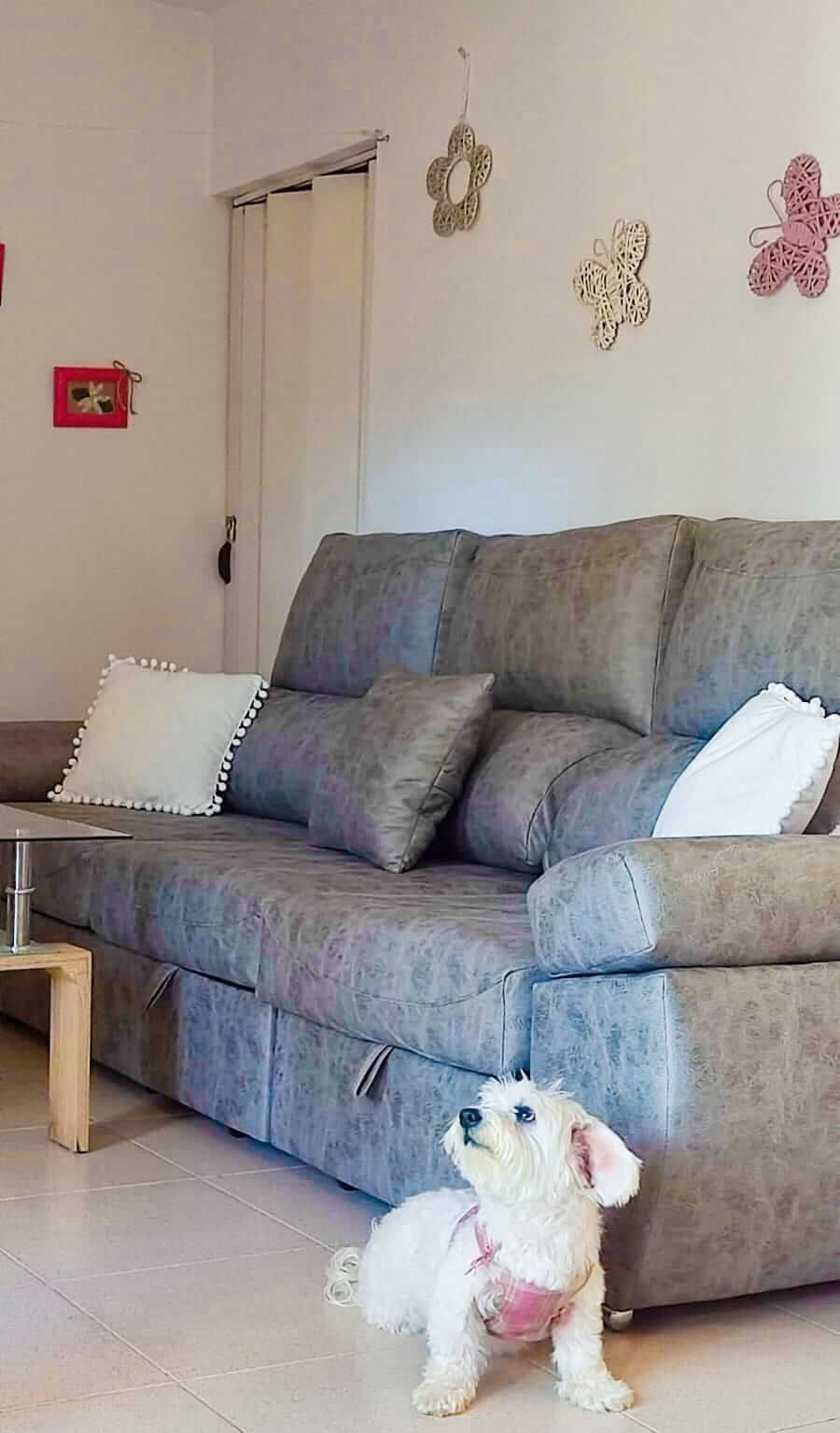 Un pequeño perro blanco está de pie junto a un sofá en una sala de estar.