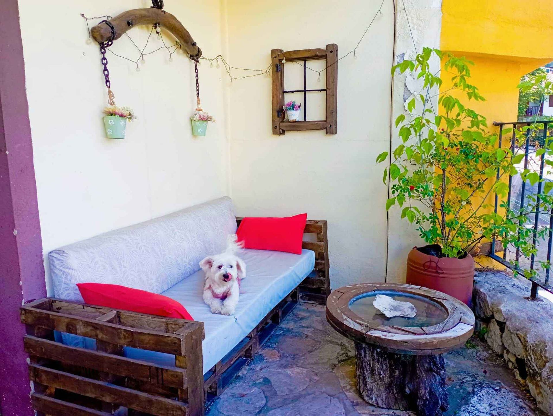 Un perro pequeño está sentado en un sofá de madera en un balcón.