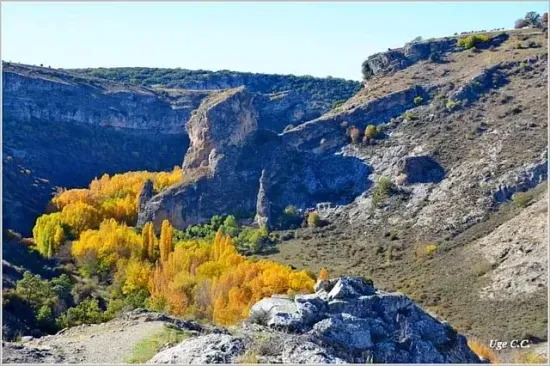 Una imagen de un cañón con árboles en primer plano.