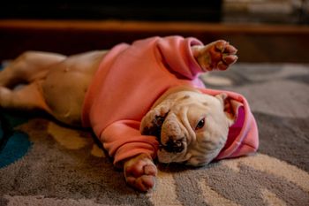 Un cachorro de bulldog de color claro, con una sudadera rosa, yace boca arriba sobre una alfombra, mirando hacia la cámara.