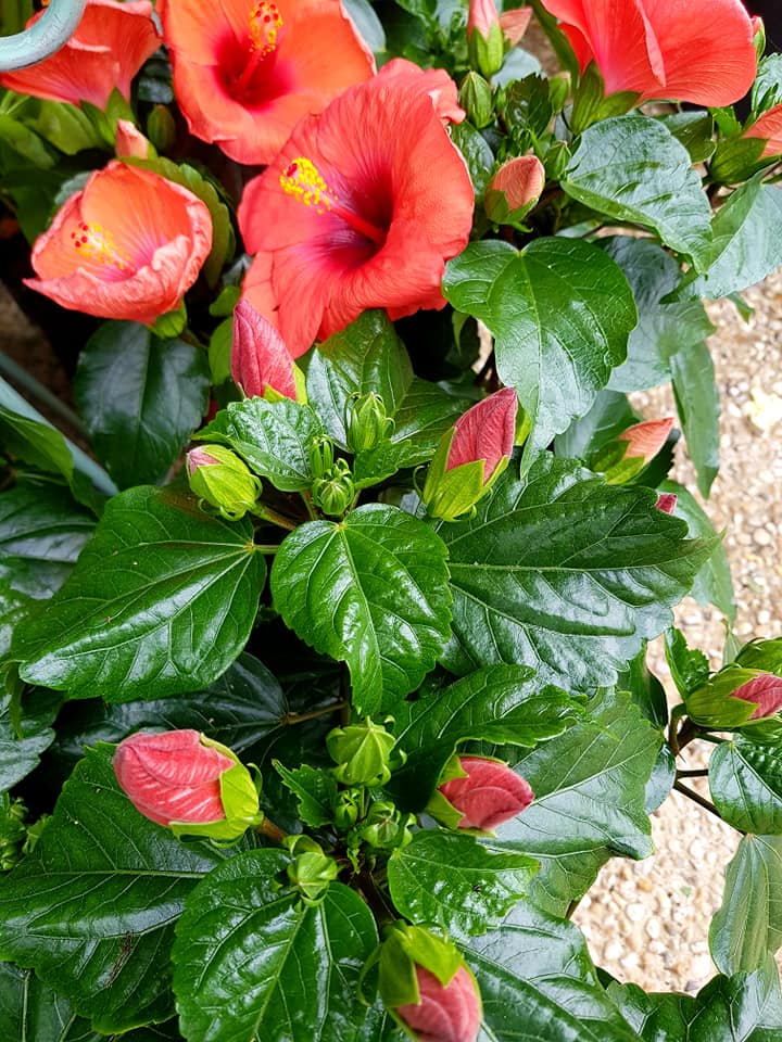 Fleurs rouges dans un jardin
