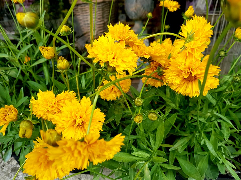 Grandes fleurs jaunes dans un jardin