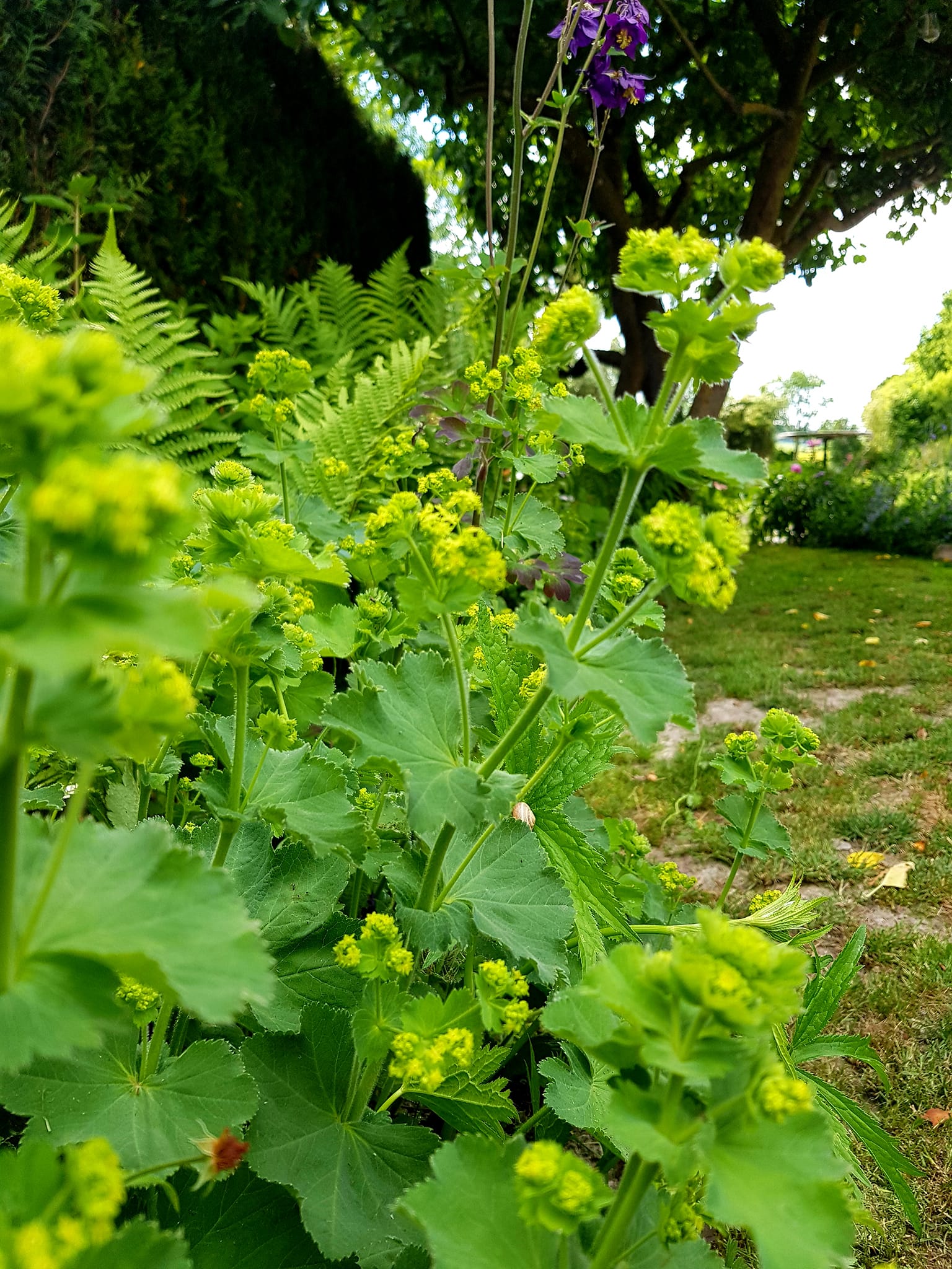 Fleurs jaunes dans un jardin
