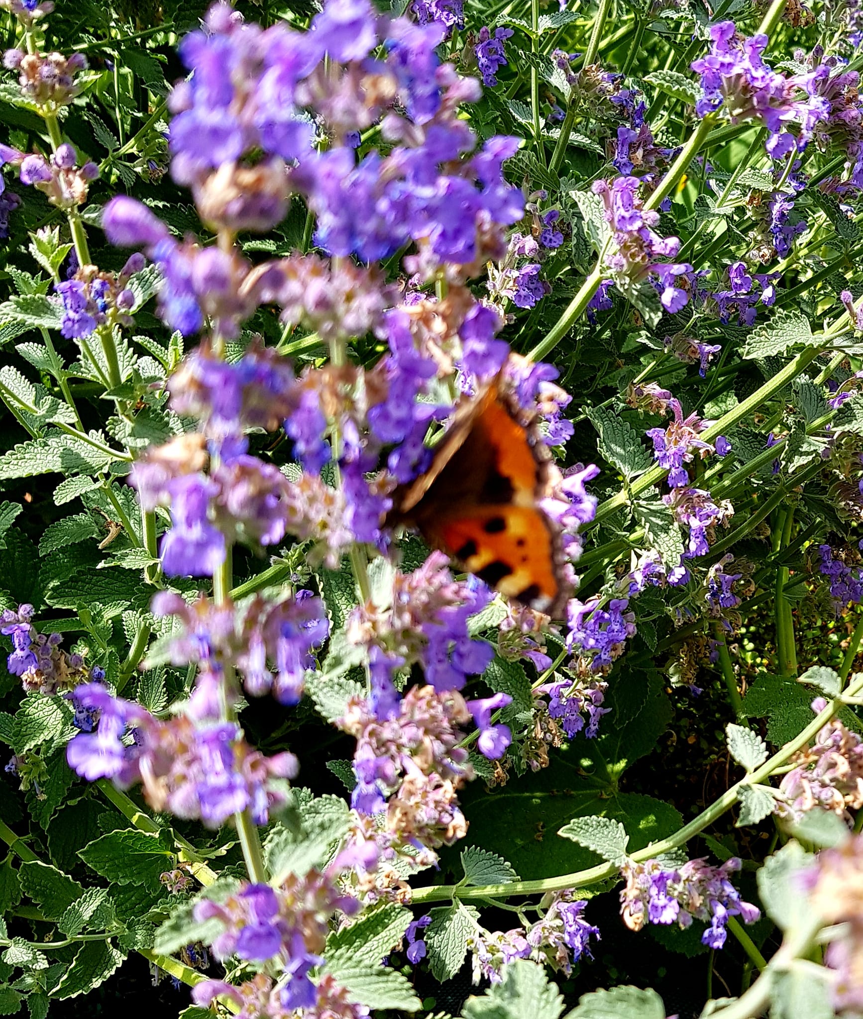 Fleurs avec un papillon