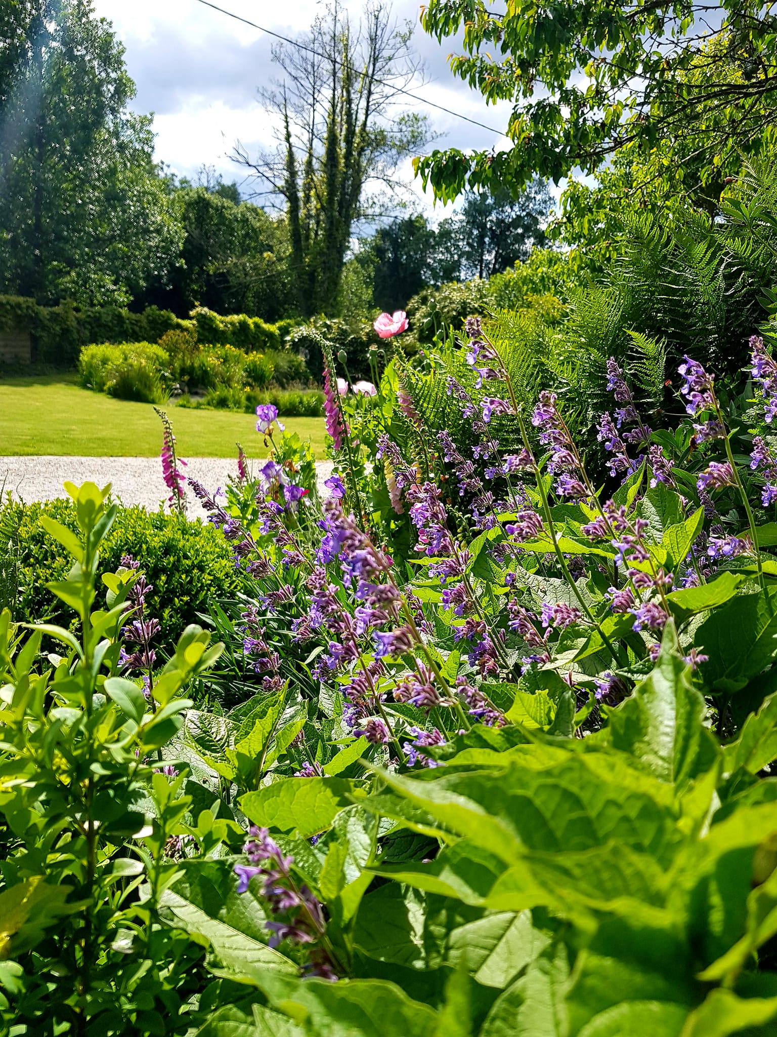 Fleurs violettes dans un jardin