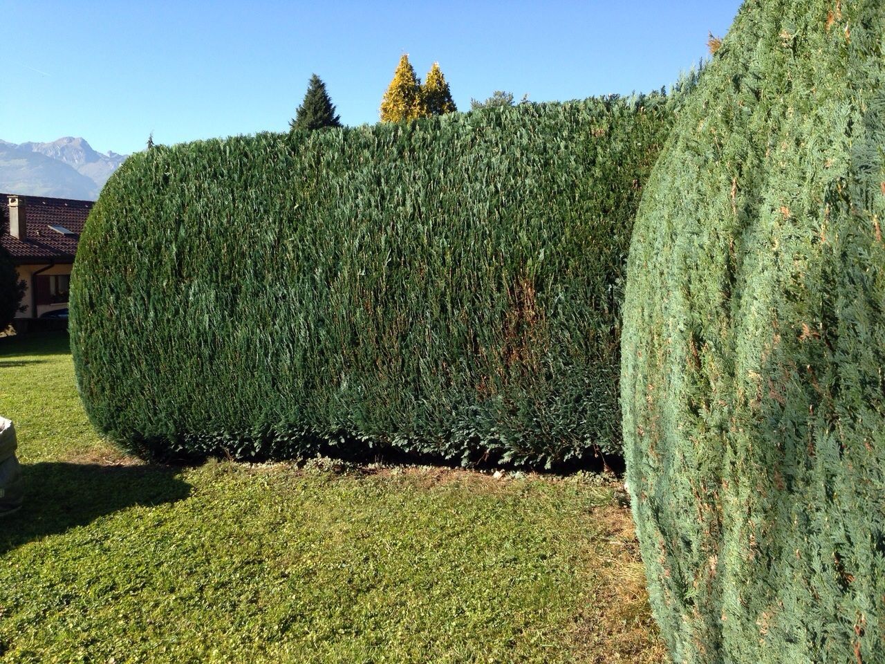 Jardibois - Plantations d'une haie de photinias et d'un palmier