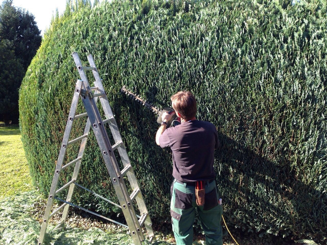 Jardibois - Plantations d'une haie de photinias et d'un palmier