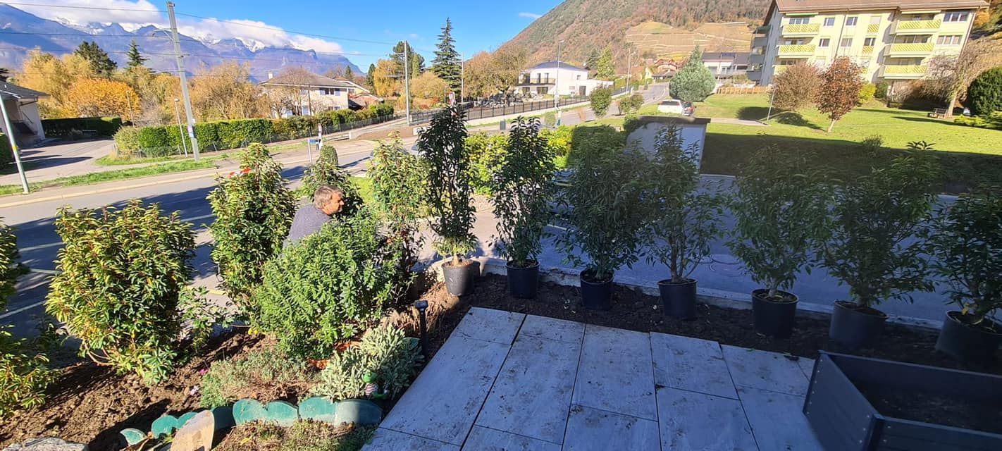 Jardibois - Plantation nouvelles plantes (lauriers du Portugal)