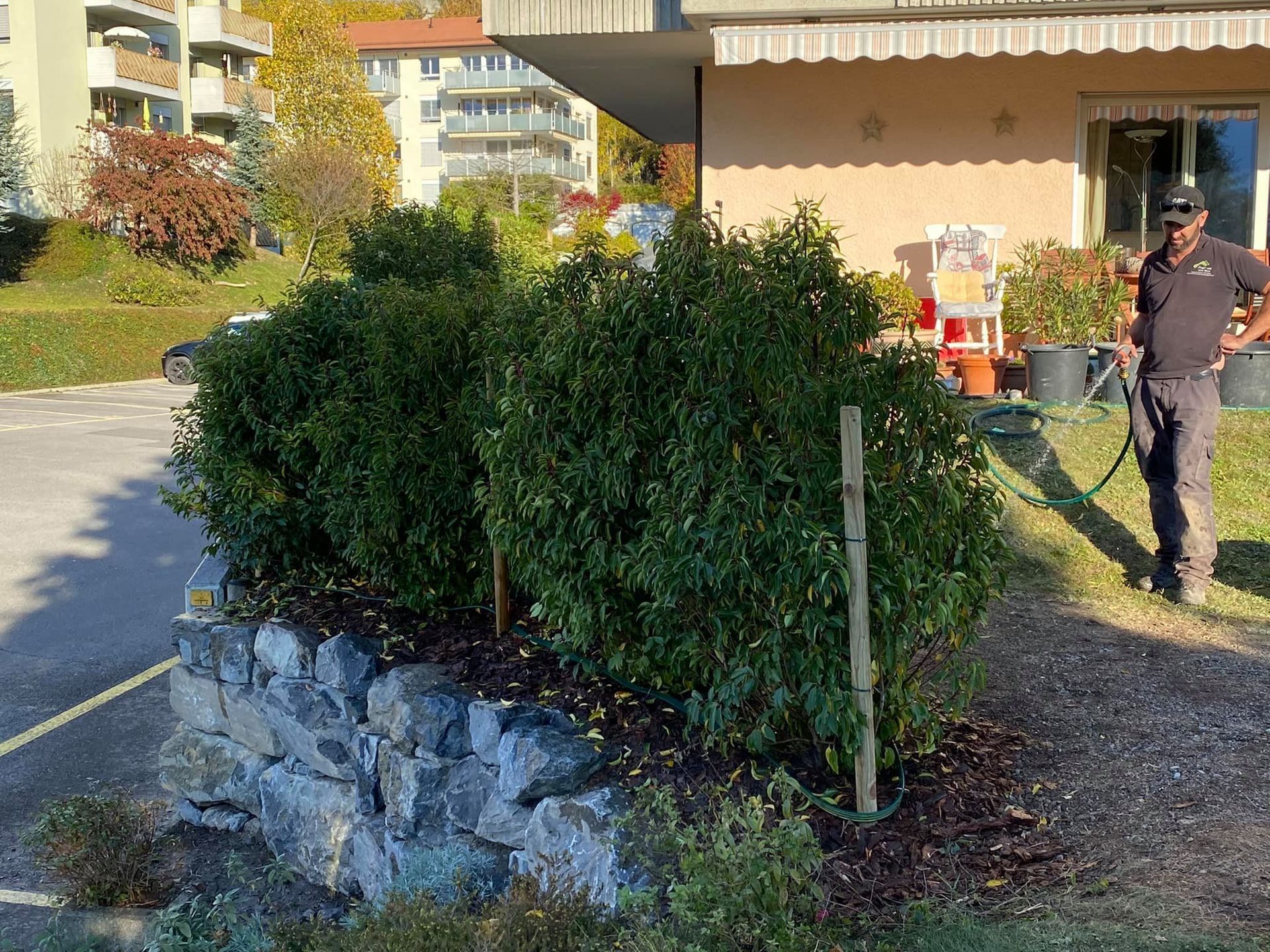 Jardibois - Plantation nouvelles plantes (lauriers du Portugal)