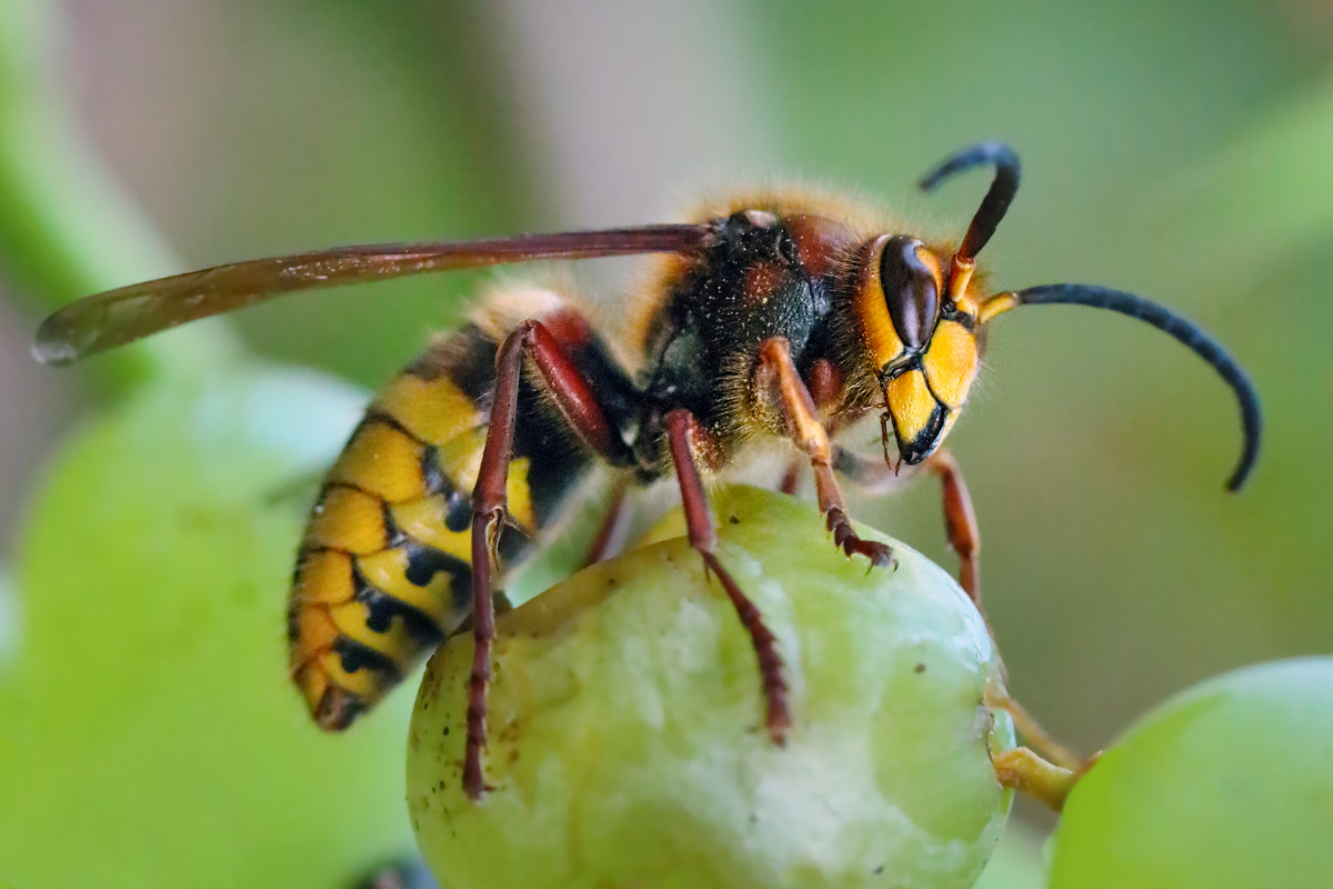 Une guêpe est assise sur un raisin vert.
