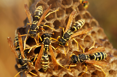 Un groupe de guêpes est assis au sommet d'un nid d'abeilles.