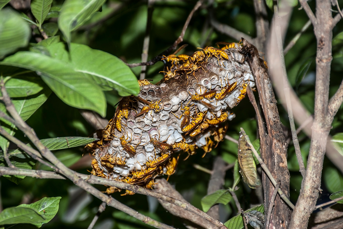 Un gros plan d'une ruche sur une branche d'arbre.