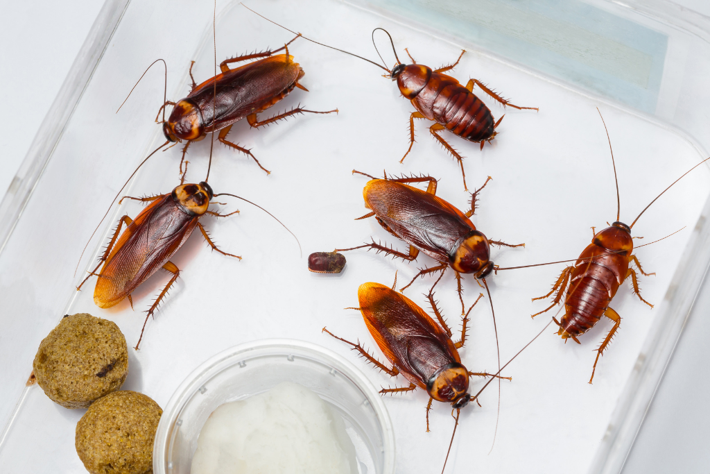 Matériel pour exterminer nid de frelons et guêpes