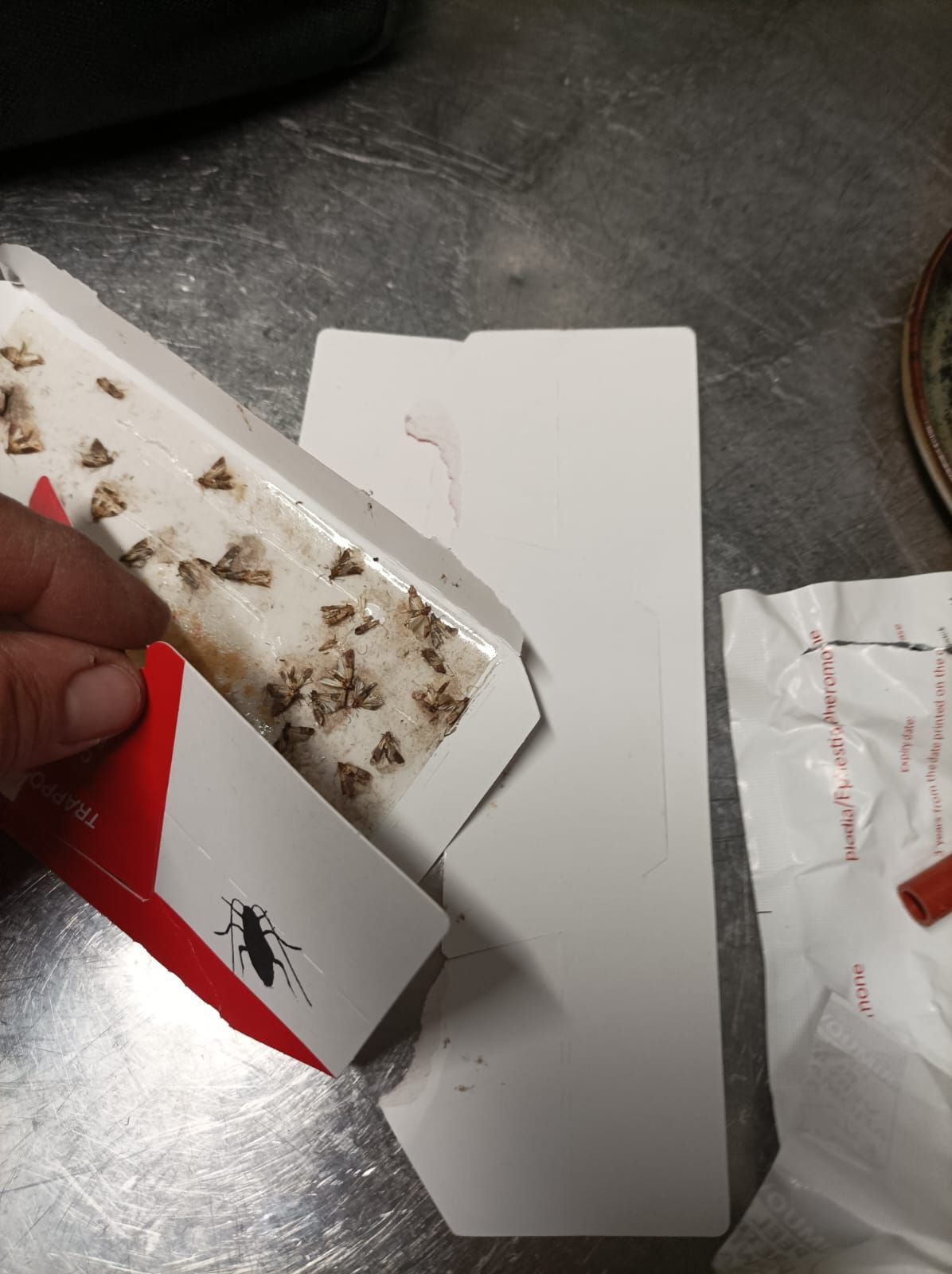 Une personne tient une boîte avec un cafard dessus