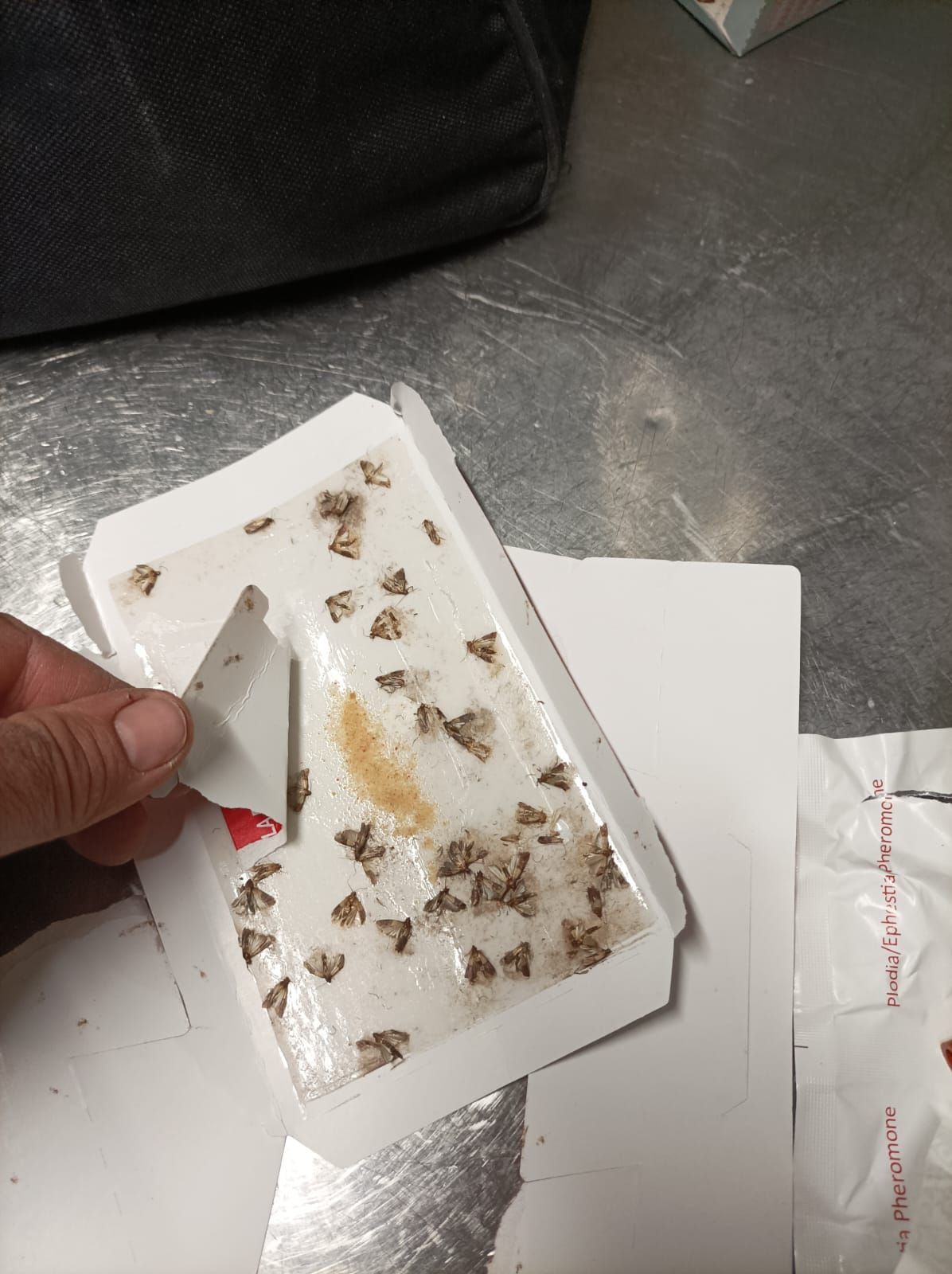 Une personne tient un morceau de papier avec des insectes dessus.