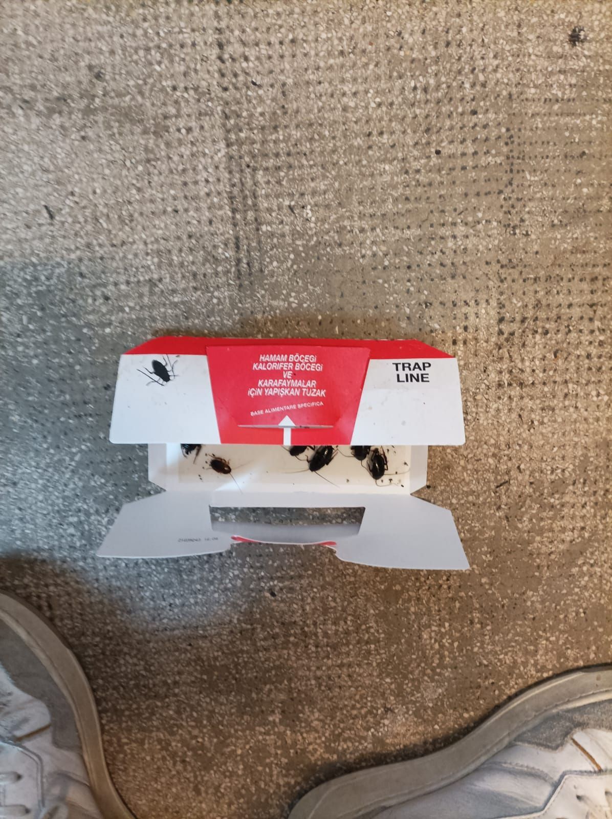 Une boîte de cafards est posée sur le sol à côté d'une paire de chaussures.