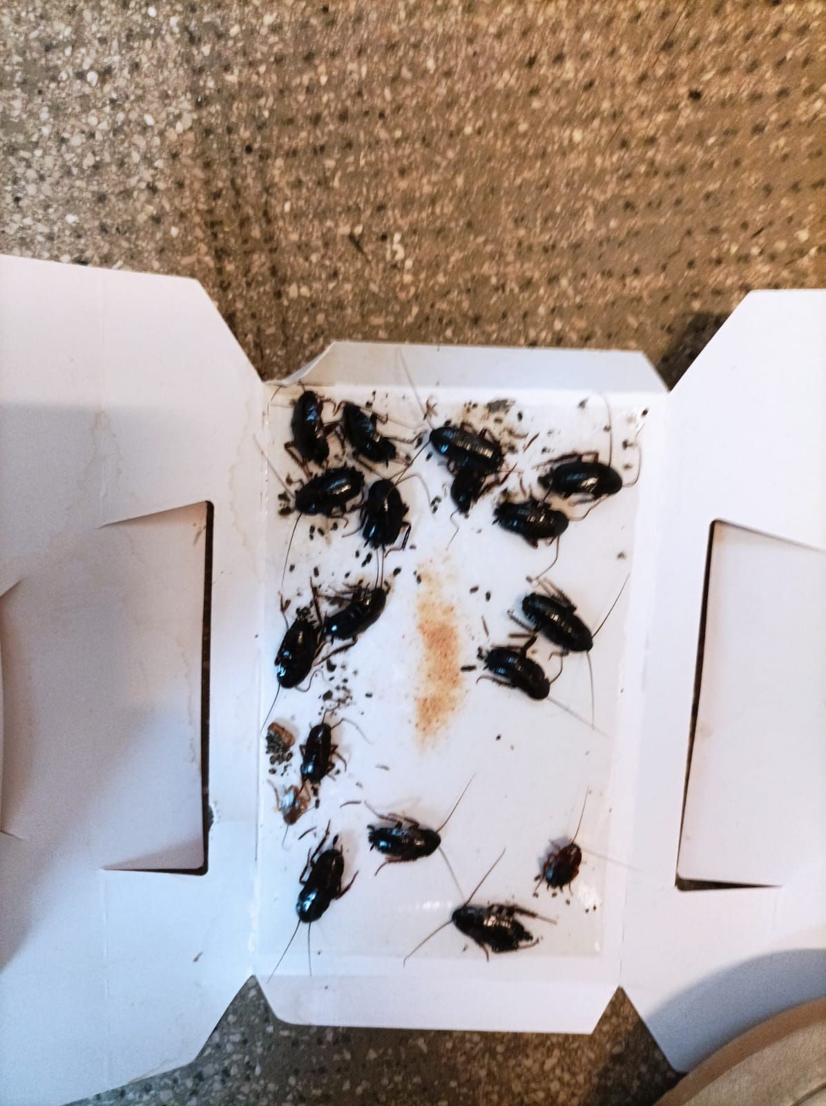 Un plateau de cafards est posé sur un tapis