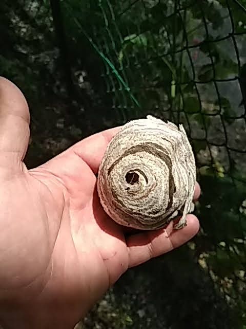 Une personne tient un nid de guêpes dans sa main.