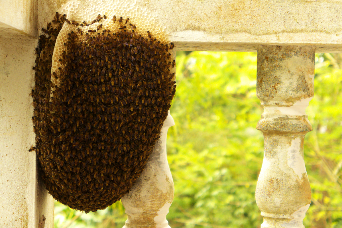 Une grande ruche est posée au sommet d'une balustrade de balcon.