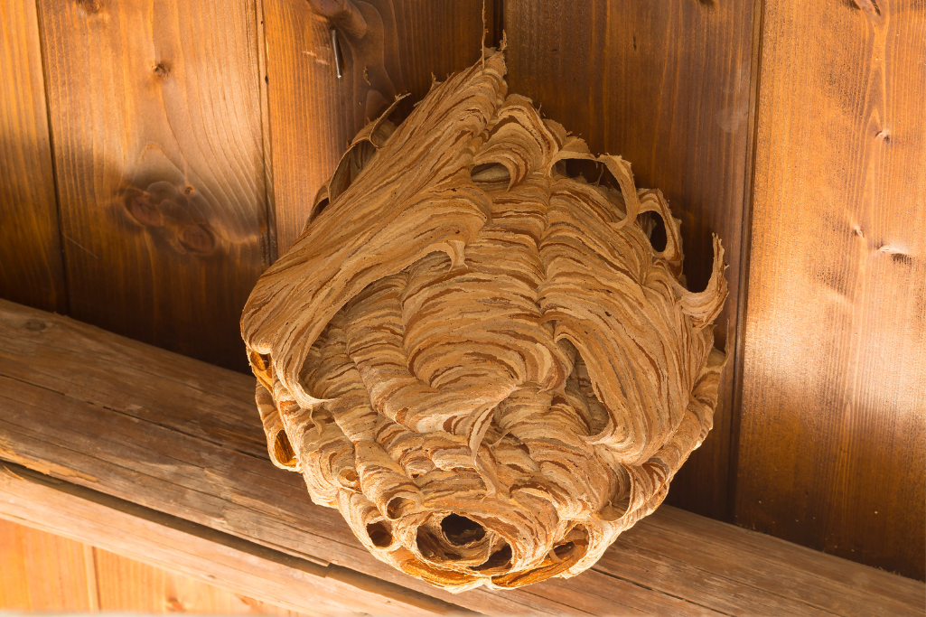 Un nid de guêpes est suspendu au plafond d'un bâtiment en bois.