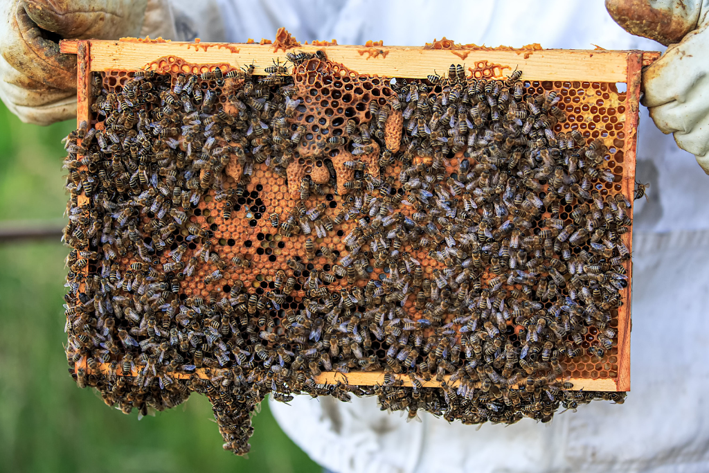 Un apiculteur tient un nid d'abeilles rempli d'abeilles.