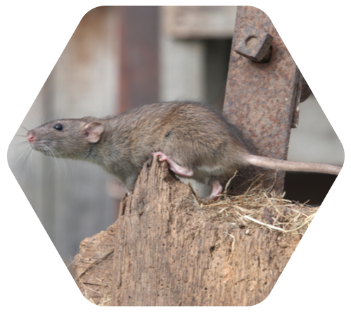 Un rat se tient debout sur un morceau de bois