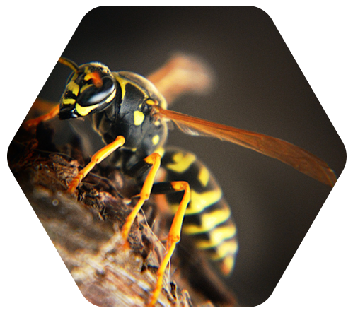 Gros plan d'une guêpe sur une branche d'arbre