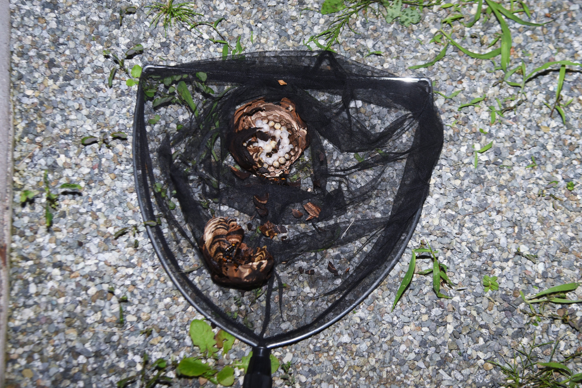 Un filet de pêche avec deux escargots dedans est posé sur le sol.