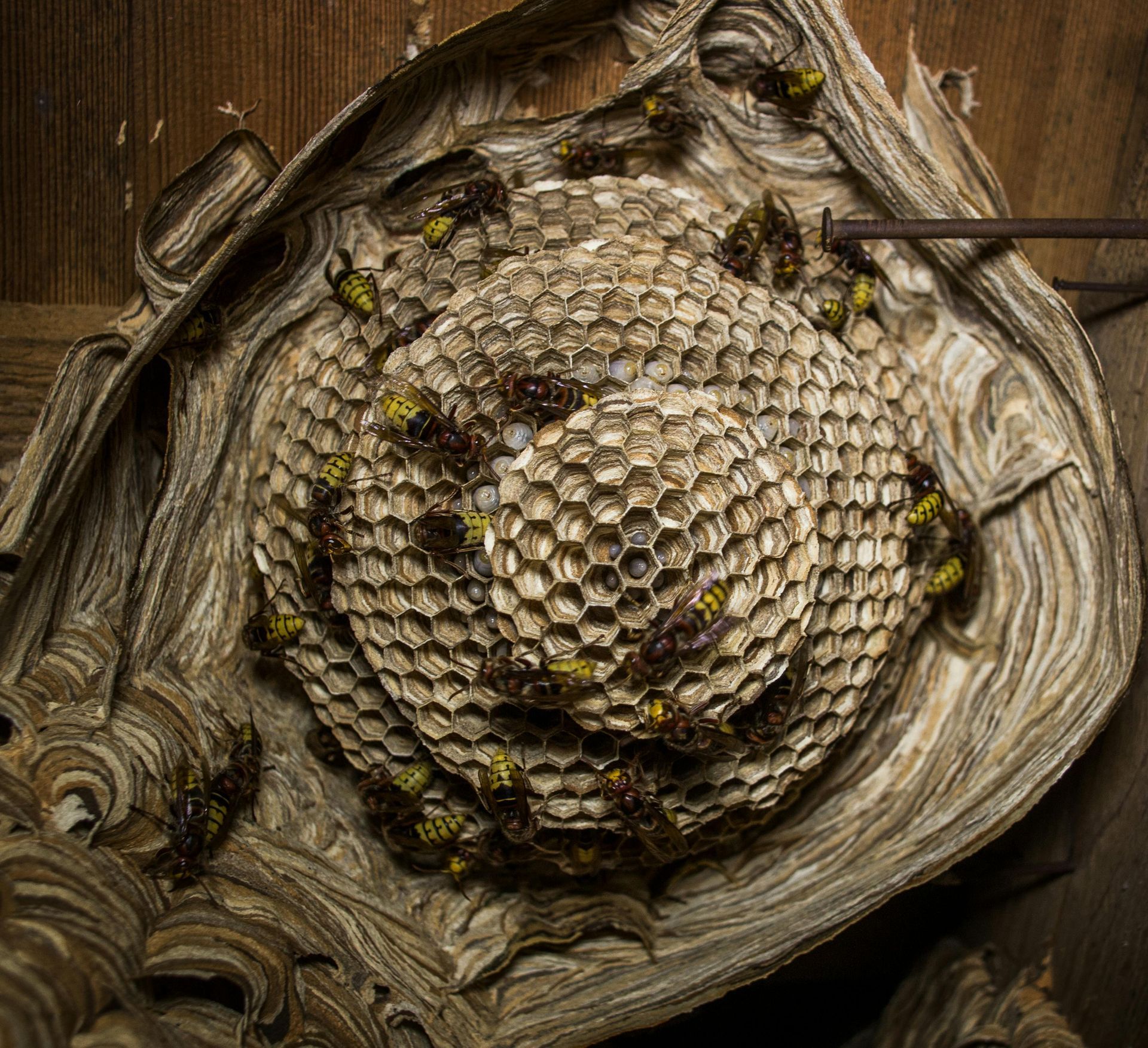 Matériel pour exterminer nid de frelons et guêpes