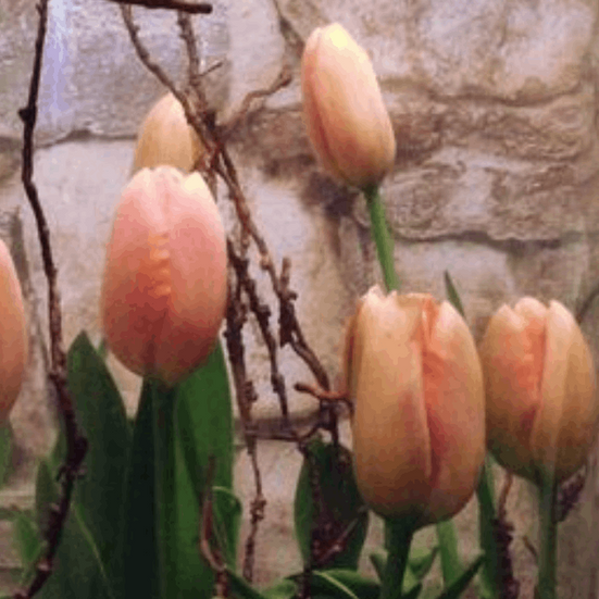 Blumen, Physiotherapie und manuelle Lymphdrainage Anna Bucher