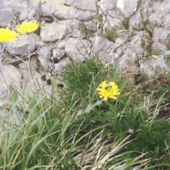 Blumen, Physiotherapie und manuelle Lymphdrainage Anna Bucher