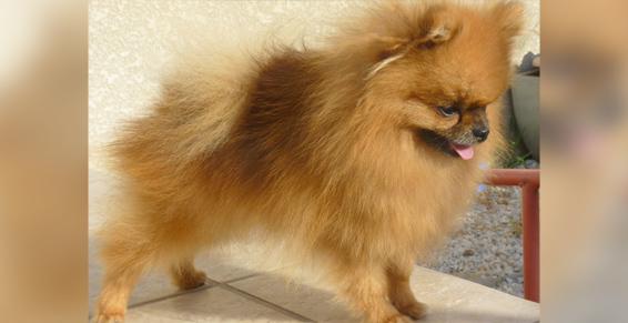 Bollène - Spécialistes des petits chiens jusqu'à 25 kilos