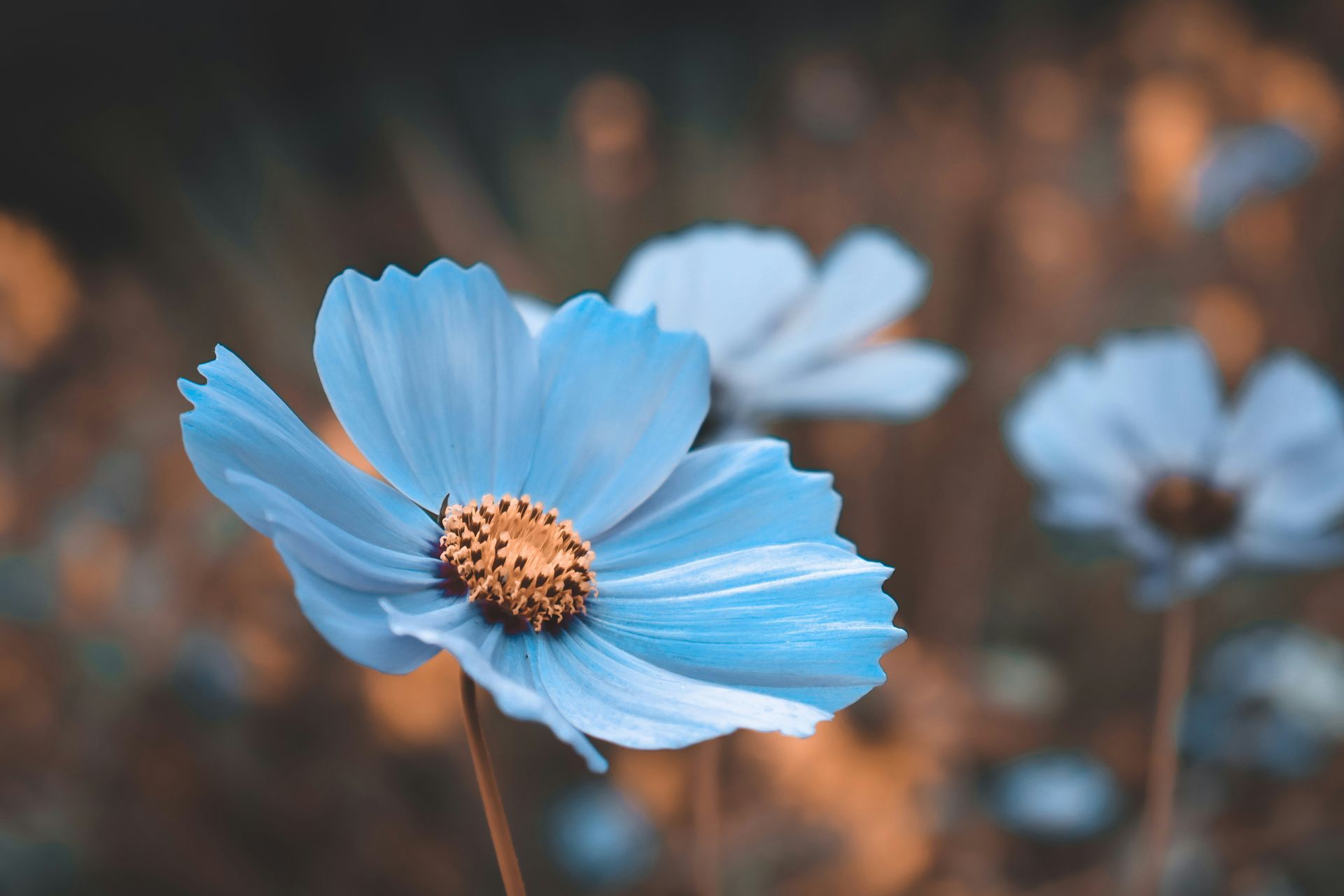 Flor azul en plena floración con centro dorado sobre un fondo otoñal difuminado.