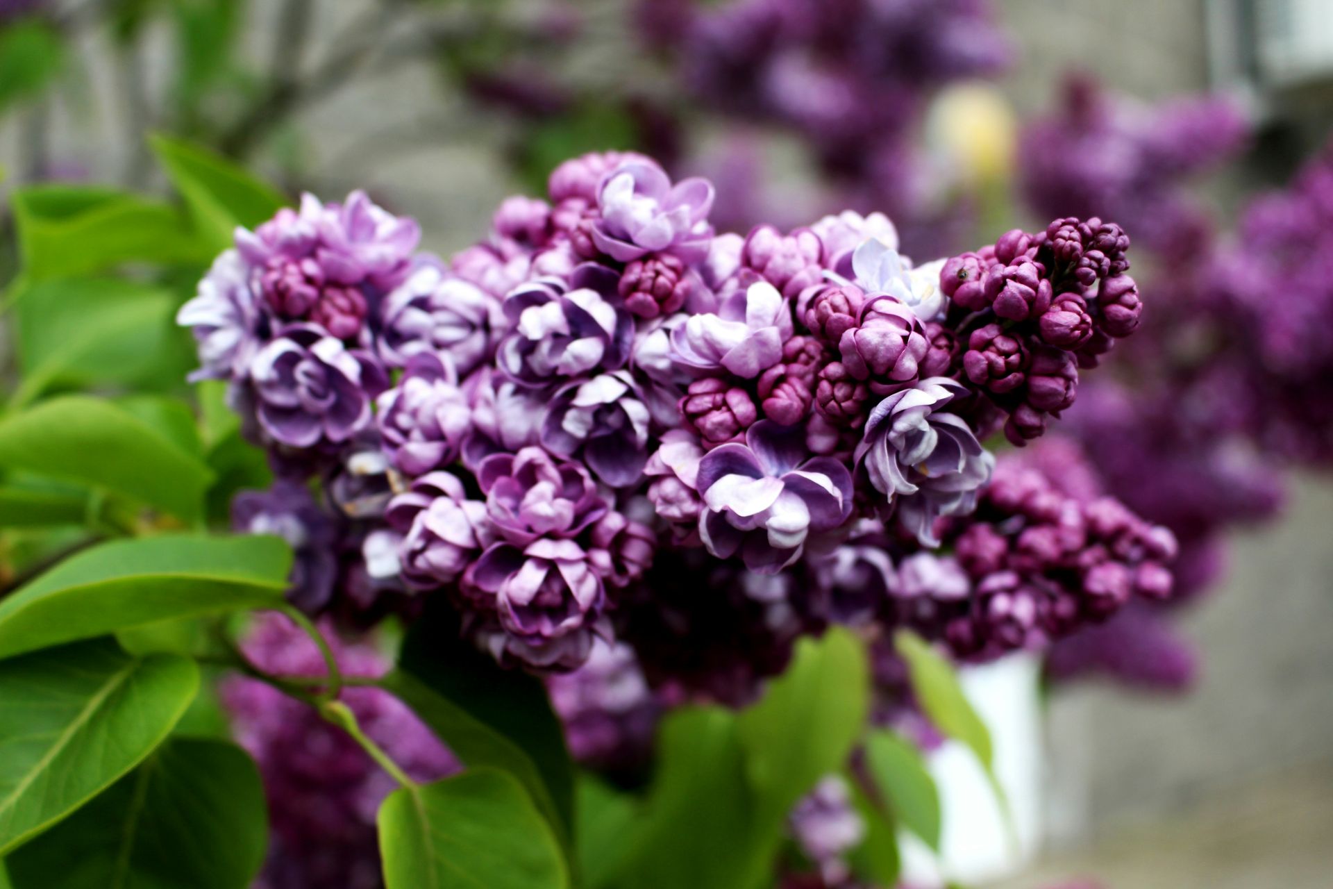 Flores de lila púrpura en plena floración contra hojas verdes