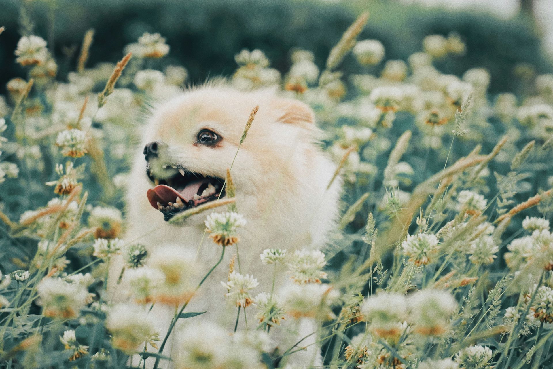 Un perrito pequeño, blanco y esponjoso, en un campo de flores silvestres, con aspecto alerta entre las pálidas flores.