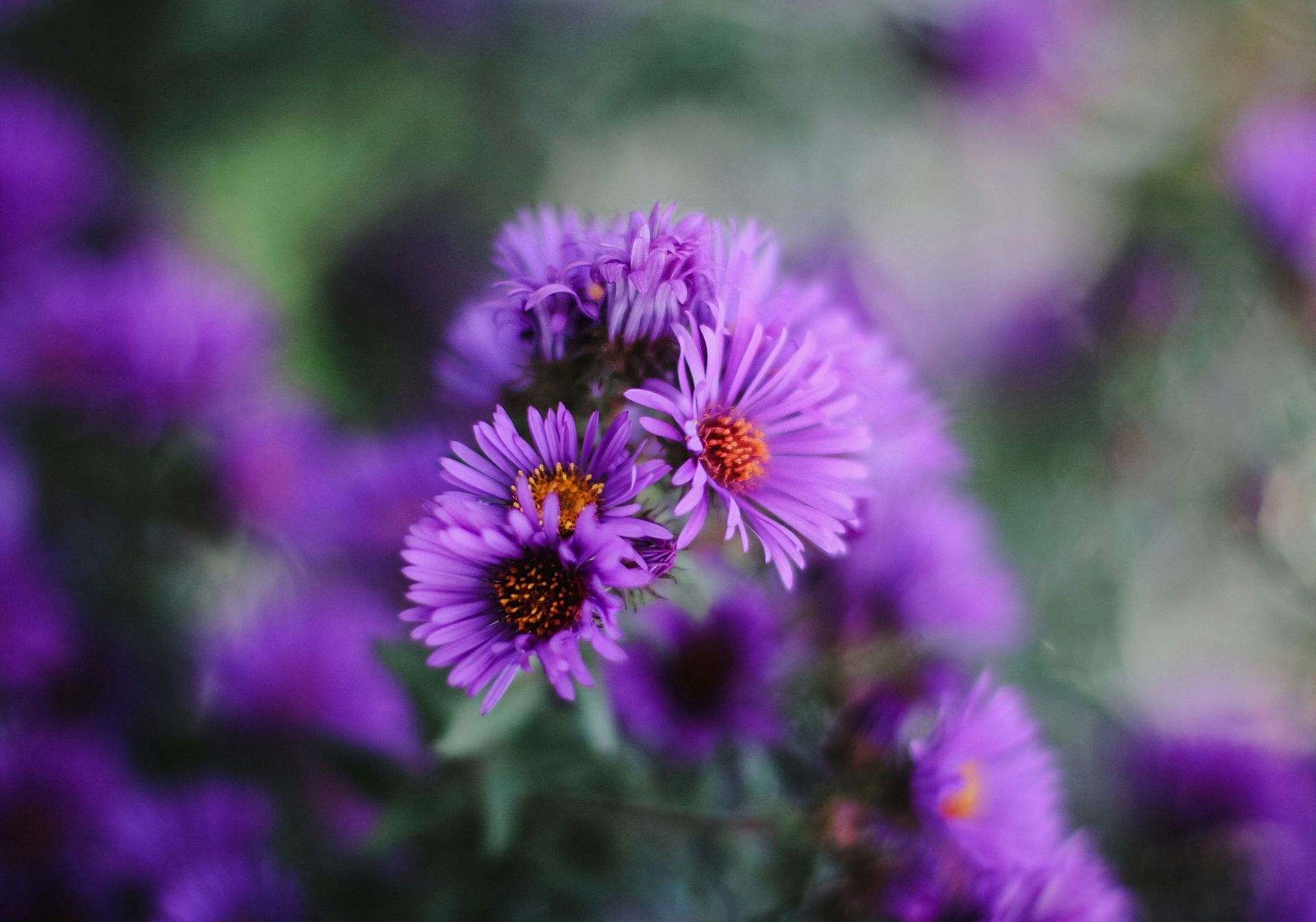 Flores silvestres moradas con un pequeño insecto naranja en una de ellas, sobre un fondo suave y desenfocado.