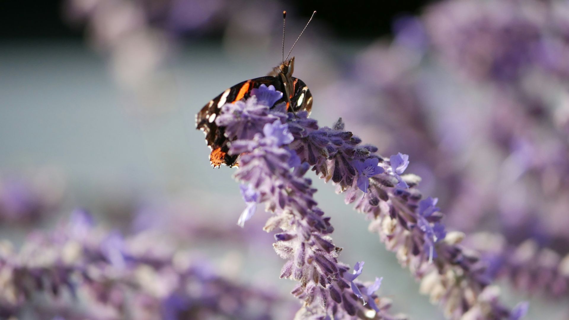 Mariposa posada sobre una espiga de flor de lavanda, con un suave fondo morado.